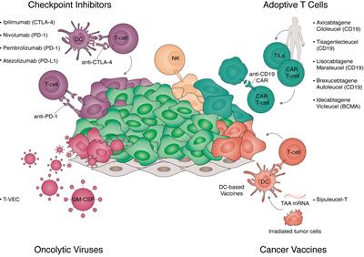 Cell Fate Reprogramming in the Era of Cancer Immunotherapy